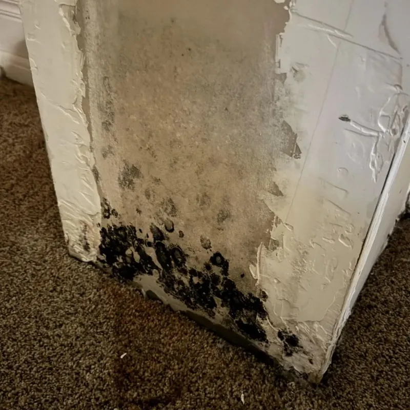 Professional Mold Removal in Burnsville, MN